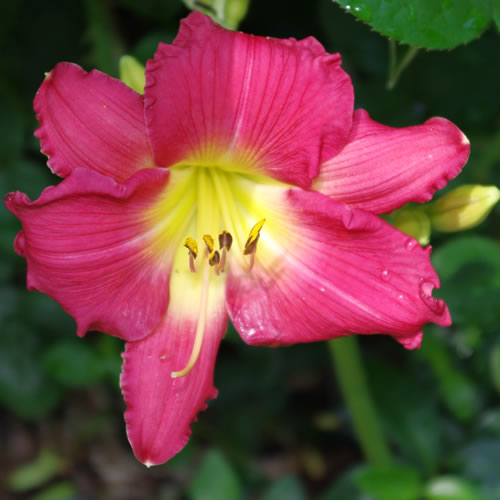 Hemerocallis Romantic Returns